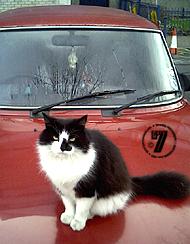 Cat on a car