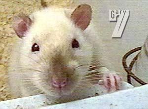 It's bye bye from Mr Rat