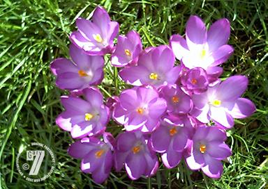 Crocuses