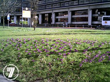 Spring flowers