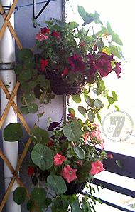 Hanging basket update